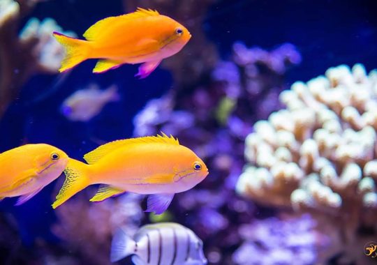 Association-du-Musee-oceanographique-monaco-img1