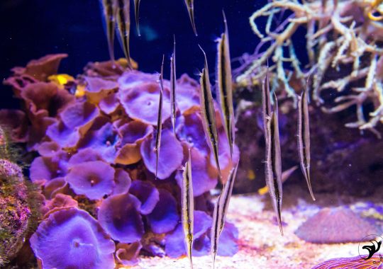 Association-du-Musee-oceanographique-monaco-img93